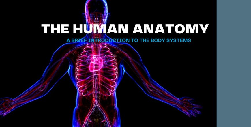 The Human Anatomy Course.jpg